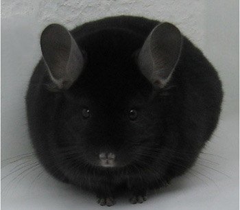 An Homozygous Ebony chinchilla.  chinchillas.com An Homozygous Ebony chinchilla.  chinchillas.com