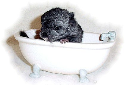 Cute chinchilla kit posing in a bath.  Jo Ann McGraw Cute chinchilla kit posing in a bath.  Jo Ann McGraw