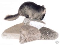 Chinchilla Toys - Black Velvet female exploring some rocks.  Chinchilla Chronicles. Chinchilla Toys - Black Velvet female chinchilla exploring some rocks.  Chinchilla Chronicles.