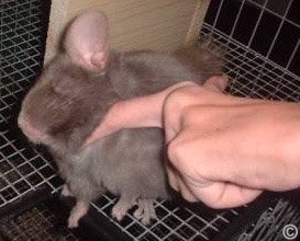 Taming a Chinchilla - A tan chinchilla enjoying a good old chin rub.  Taming a Chinchilla - A tan chinchilla enjoying a good old chin rub.