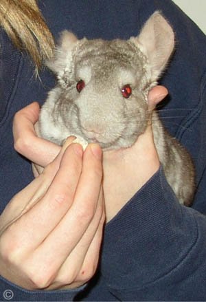 Taming a Chinchilla - A Heterozygous Beige chinchilla completely comfortable sitting it his owners hands and enjoying his birthday treat.  Jo Ann McGraw. Taming a Chinchilla - A Heterozygous Beige chinchilla completely comfortable sitting it his owners hands and enjoying his birthday treat.  Jo Ann McGraw.