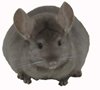 Chinchilla Genetics - Tan female chinchilla. � chinchillas.com