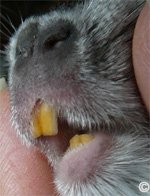 Chinchilla Examination - Chinchilla teeth should be orange - dark orange in colour.  Chinchilla Examination - Chinchilla teeth should be orange - dark orange in colour.
