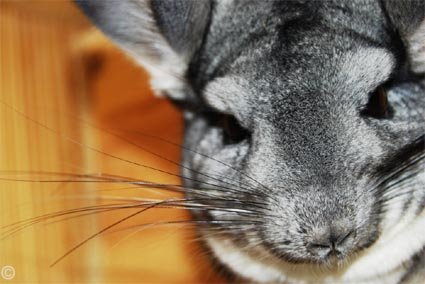 Standard Grey Chinchilla.  Kofoed.