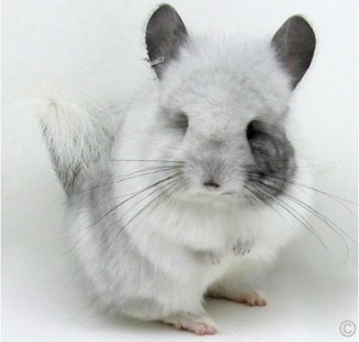 Unique White Mosaic Royal Persian Angora - Female.  chinchillas.com