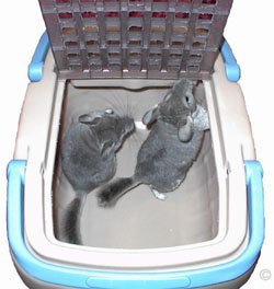Chinchilla Health - Two healthy chinchillas in a travel box, which is completely safe and secure when the lid is lowered and closed.  Kelly Lynn Smith. Chinchilla Health - Two healthy chinchillas in a travel box, which is completely safe and secure when the lid is lowered and closed.  Kelly Lynn Smith.