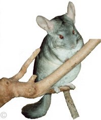 Chinchilla Toys - Heterozygous Beige male chinchilla on a branch of an apple tree.  Chinchilla Chronicles.