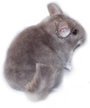 Chinchilla Colour Mutation - Violet.  Kelly Lynn Smith. Chinchilla Colour Mutation - Violet.  Kelly Lynn Smith.