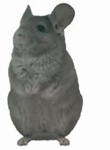 Violet Wrap female chinchilla. �
