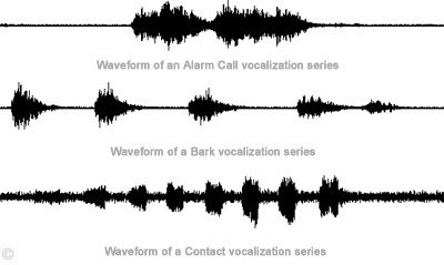 Vocal Sounds - Waveform of various vocalization series.  Bartl.