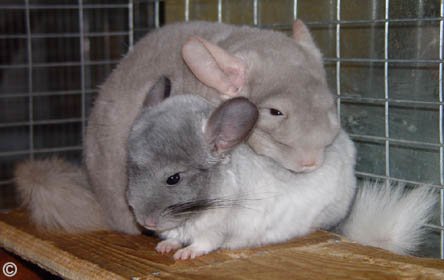 Weaning a Chinchilla - Beige and White Mosaic chins having a cuddle.  Dr. Marty Hull.