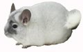 Chinchilla Genetics - White Mosaic male chinchilla. � chinchillas.com