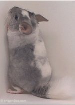 Unique White Mosaic Tri Tone female with Standard Grey, Silver and White markings. 