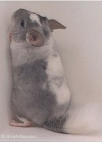 Chinchilla Examination - Unique White Mosaic Tri Tone female with Standard Grey, Silver and White markings in her fur.  chinchillas.com Chinchilla Examination - Unique White Mosaic Tri Tone female with Standard Grey, Silver and White markings in her fur.  chinchillas.com