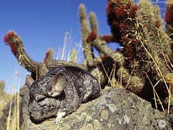 Chinchilla Habitat - A wild chinchilla shown in it's native habitat of The Andes Mountain Range.  Roland Seitre. Chinchilla Habitat - A wild chinchilla shown in it's native habitat of The Andes Mountain Range.  Roland Seitre.