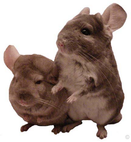 Breeding Chinchillas - Pastel Tan female and Violet male.  Mariel.